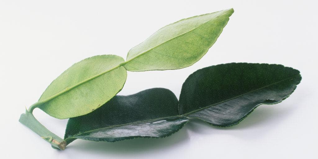 Kafferlime
