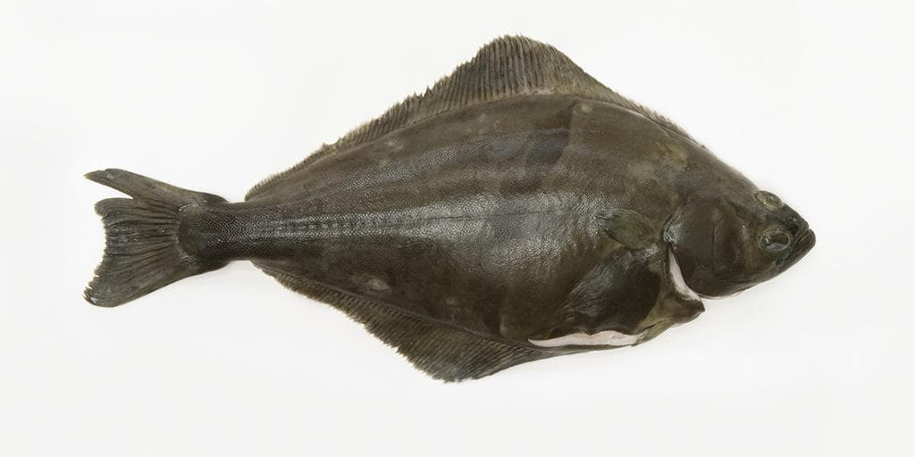 Kveite