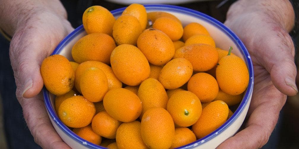 Kumquat