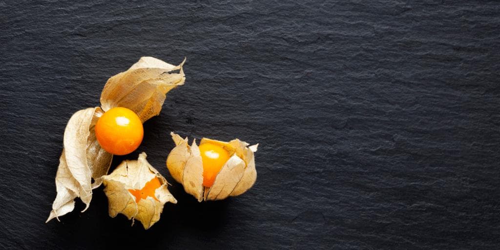 Physalis