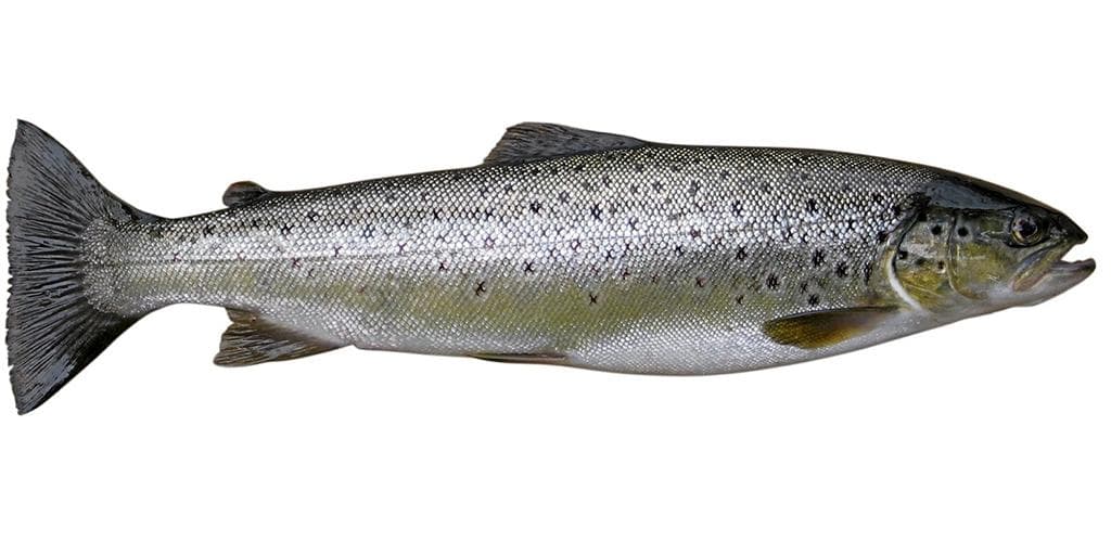 Ørret, varmrøkt
