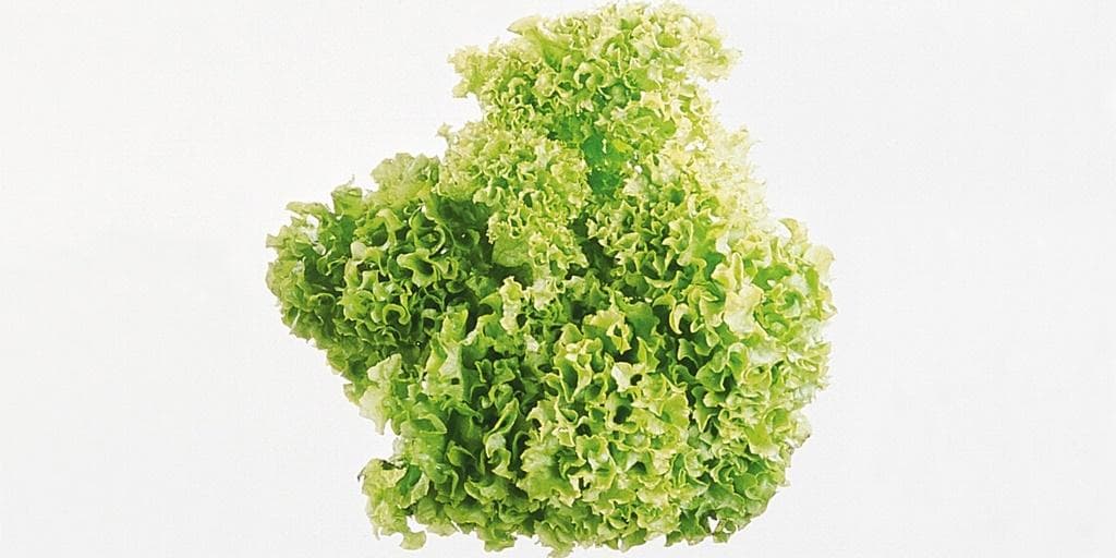 Lollosalat
