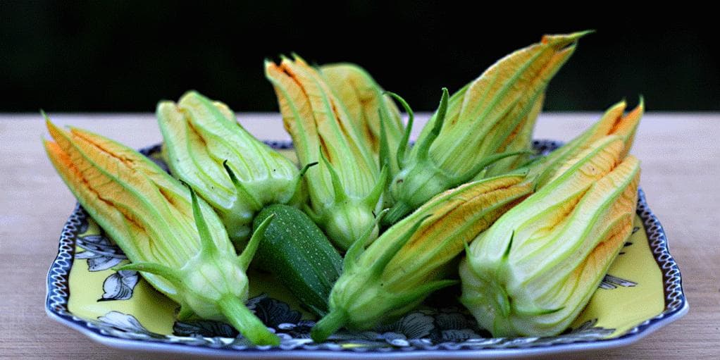 Squashblomster