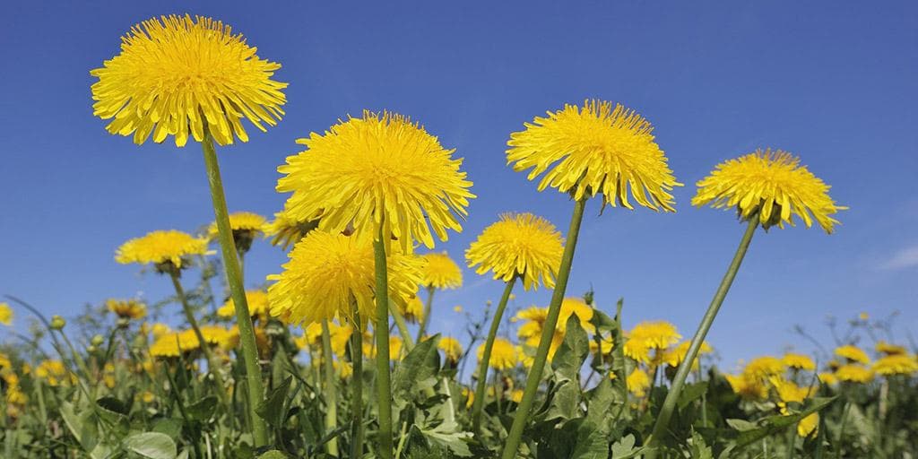 Løvetannblomster