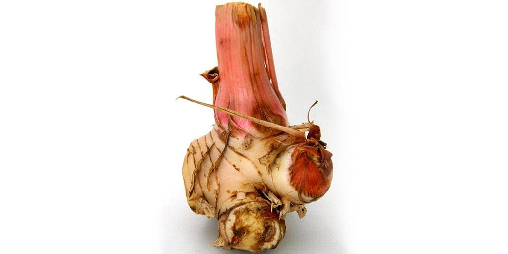 Galangal