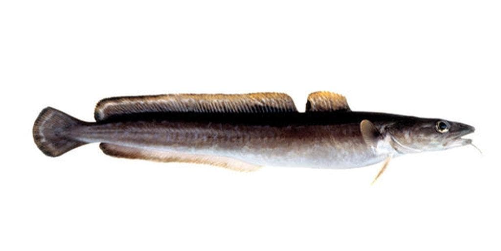 Langefilet